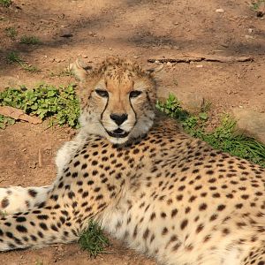 Northeast African Cheetah (April 2016)