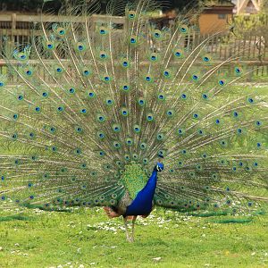 Indian peafowl (April 2016)