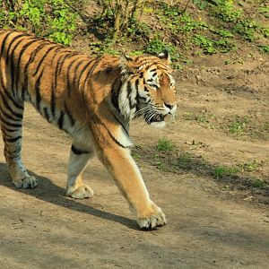 Amur tiger (April 2016)