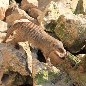 Banded mongoose (April 2016)