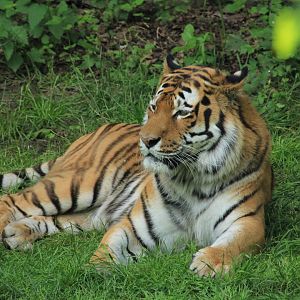 Amur tiger (May 2018)