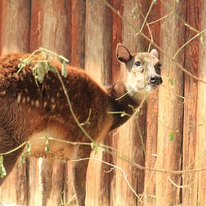 Visayan spotted deer (May 2018)