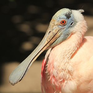 Roseate spoonbill (May 2018)