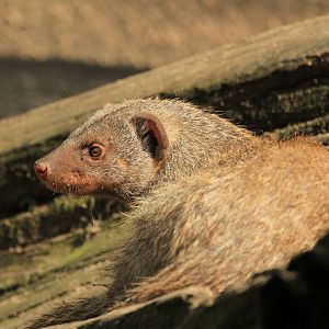 Banded mongoose (May 2018)