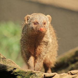 Banded mongoose (May 2018)