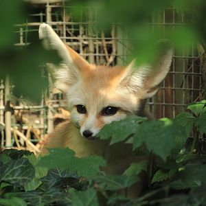 Fennec fox (May 2018)