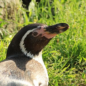 Humboldt penguin (May 2018)
