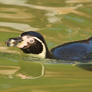 Humboldt penguin (May 2018)