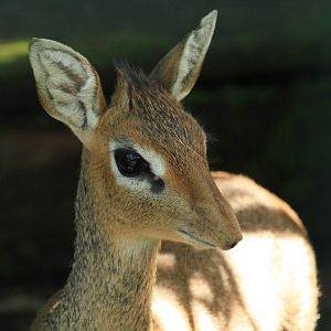 Kirk's dik-dik