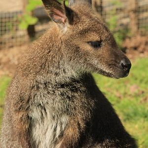 Red-necked wallaby (May 2018)