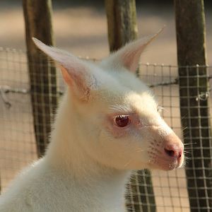 Albino red-necked wallaby (May 2018)