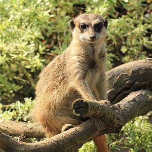 Meerkat (May 2018)