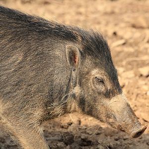 Visayan Warty Pig (May 2018)