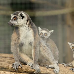 Ring-tailed lemur (May 2018)