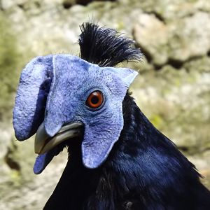 Lophura ignita nobilis - 2013/14