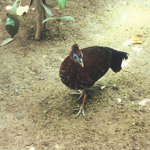 Female North Bornean Crested Fireback, Rasa Ria Resort, 2000