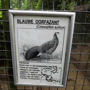 Sign Blue Eared Pheasant - 2013/14