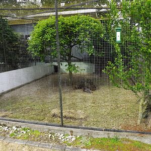 Aviary Koklass Pheasant - 2013/14