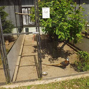 Aviary Reeves's Pheasant - 2013/14