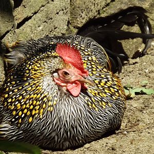 Grey Junglefowl (Gallus sonneratii) - 2013/14