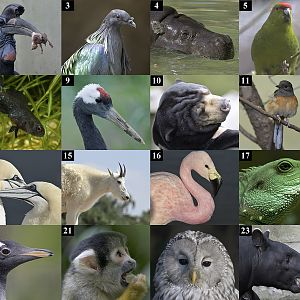 May Day Lockdown Puzzle - uncropped images