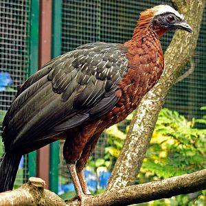White-crested guan