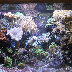 Nürnberg Tiergarten - Ape house - Example of saltwater tank