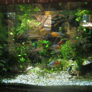 Nürnberg Tiergarten - Ape house - Example of freshwater tank