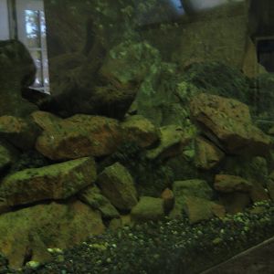 Nürnberg Tiergarten - Ape house - Newt exhibit