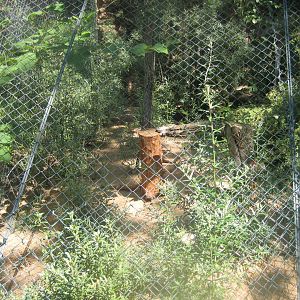 Nürnberg Tiergarten - Partridge aviary