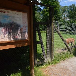 Red Deer Enclosure at Wildpark Grafenberger Wald, 23/06/2019