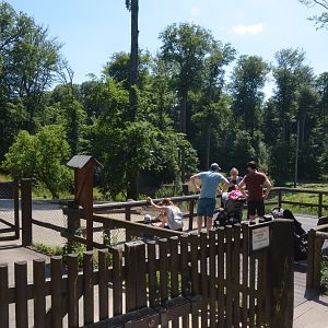 Wild Boar Viewing at Wildpark Grafenberger Wald, 23/06/2019