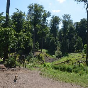 Wild Boar Enclosure at Wildpark Grafenberger Wald, 23/06/2019