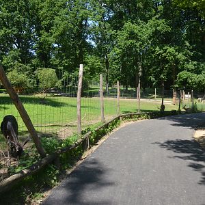 Approach to Fallow Deer Walkthrough at Wildpark Grafenberger Wald, 23/06/2019