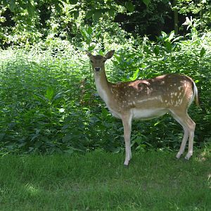 European Fallow Deer at Wildpark Grafenberger Wald, 23/06/2019