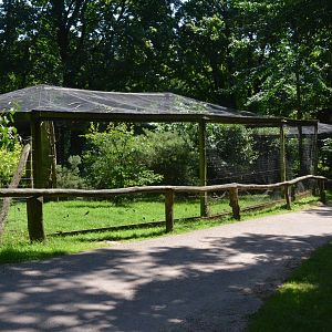 Common Pheasant Aviaries at Wildpark Grafenberger Wald, 23/06/2019