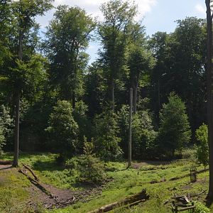 Wild Boar Enclosure at Wildpark Grafenberger Wald, 23/06/2019