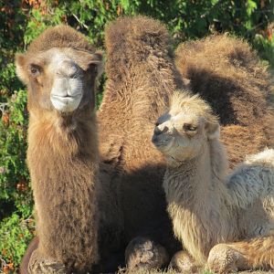 Bactrian Camel