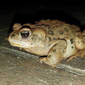 Red-spotted Toad