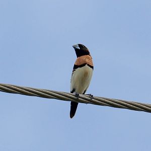 Chestnut-breasted Mannikin