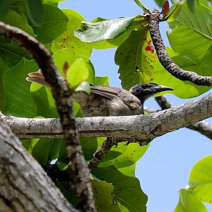Helmeted Friarbird