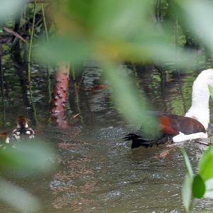 Radjah Shelduck & ducklings