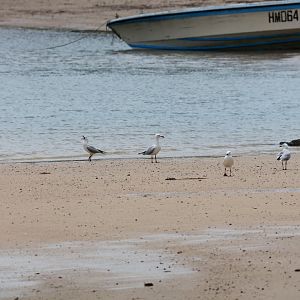 Silver Gulls