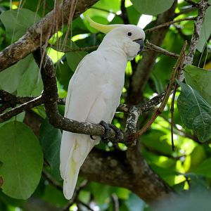 Sulphur-crested Cockatoo