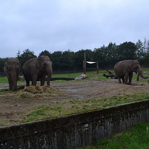 Elephant enclosure in GIvskud Zoo