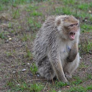 Angry Barbary macaque in Givskud Zoo