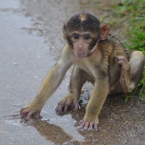 Young Barbary macaque playing in rainwater in Givskud Zoo