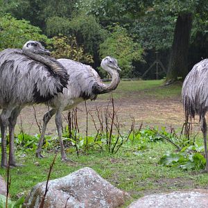 Greater rheas in heavy rain in Givskud Zoo