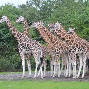 Giraffes in rain in Givskud Zoo