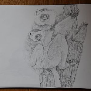 Diademed sifaka drawing A3